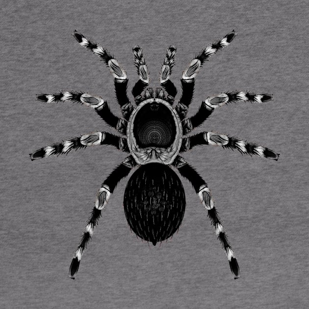 Classic Little Black Spider by crunchysqueak